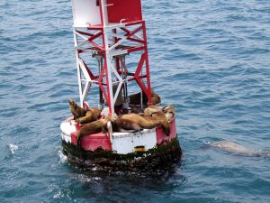 Whale and Dolphin Watching - Sea Lions